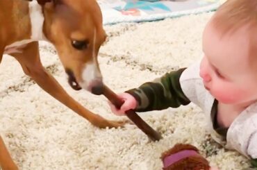 Cute Sweet Baby And Dog Moments Compilation - Cute Baby And Dog Videos