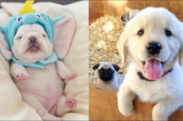 ♥Cute Puppies Doing Funny Things 2019♥ Cutest Dogs #1