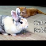cat meeting a bunny playing together video meeting for the first time cat rabbit love friends