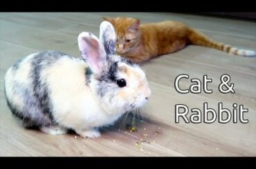 cat meeting a bunny playing together video meeting for the first time cat rabbit love friends