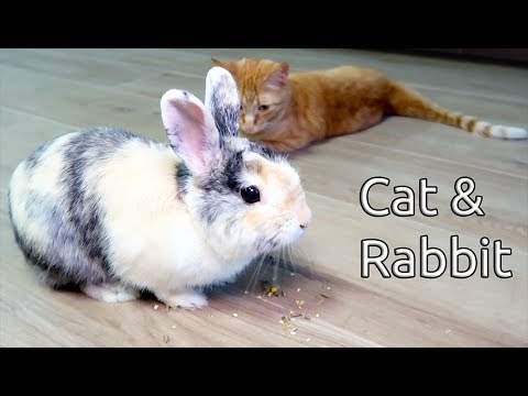 cat meeting a bunny playing together video meeting for the first time cat rabbit love friends