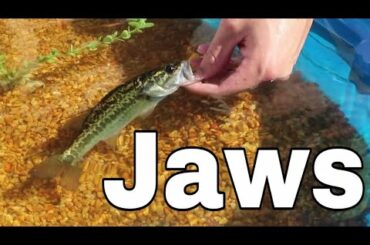 Baby JAWS RETURNED To My AQUARIUM!!