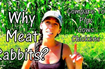 Why Rabbit Meat? - Comparing Rabbits To Cow Pig And Chicken