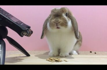 ASMR Rabbit eating pressed seed barley うさぎ 咀嚼音 音フェチ