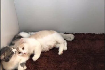 Funny Cute Cats Sleeping Together-kitty cat lover