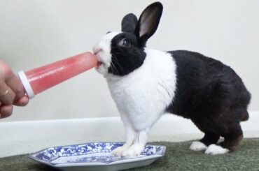 Rabbit eating watermelon popsicle ASMR