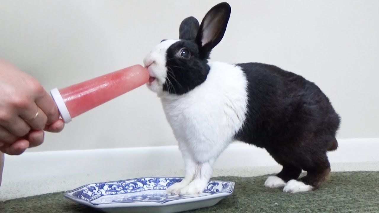 Rabbit eating watermelon popsicle ASMR