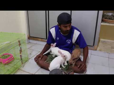 my best friends baby bunnies rabbit care information how to find pregnant rabbits tricks safe foods