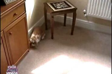 Cute Bunny's Balloon Fun Ends Abruptly