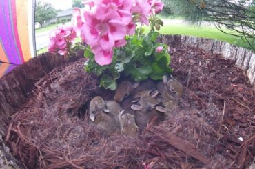 Baby Bunnies in a Flower Pot