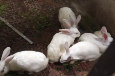 Cute Rabbit Footage Nature Clip India