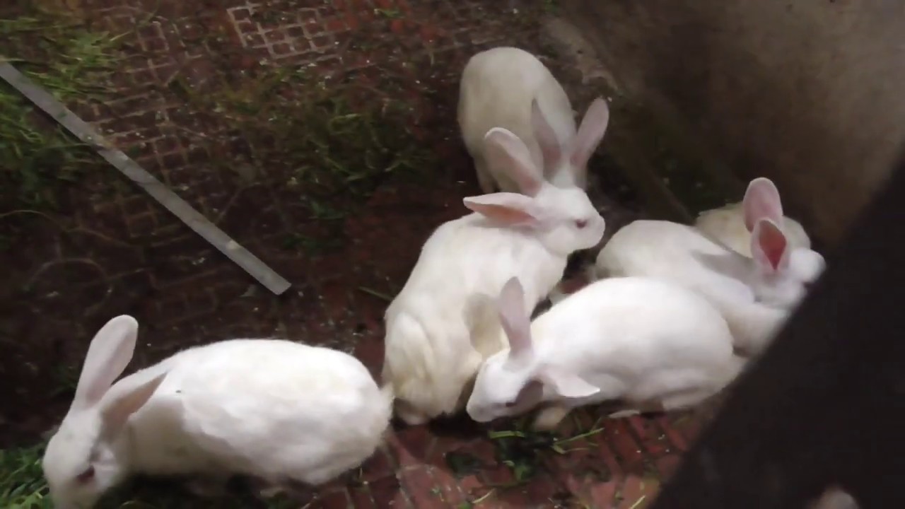 Cute Rabbit Footage Nature Clip India