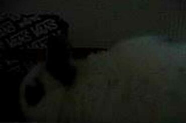 Cute baby bunny: his first video.