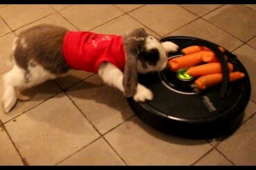 Rabbit vs Robot. Bini the Bunny against Roomba-Pet