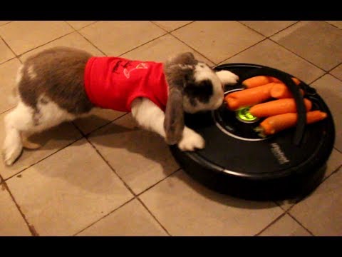 Rabbit vs Robot. Bini the Bunny against Roomba-Pet