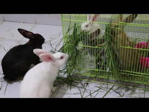 happy rabbits bunny behaviour rabbits eating grass rabbits safe food rabbit eating leaves lettuce