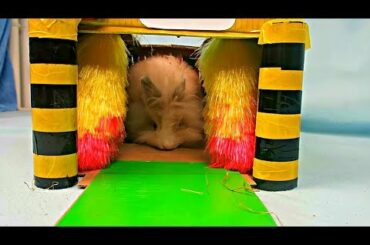 My little rabbit funny and cute compilation