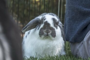 5 Rabbits 🐰 1 play date!😮😮 Disapproval? Anger?