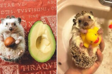 Cutest Animals Videos Compilation Cute Moment of the Animals - Baby Animals #3