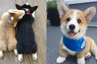 Too Cute Corgi Puppies - Baby Dogs Cute And Funny Dog Videos | Funny And Cute Corgi Compilation