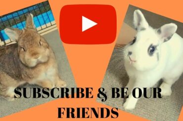 Cute Bunny Rabbits | Bunnies Eating Carrots