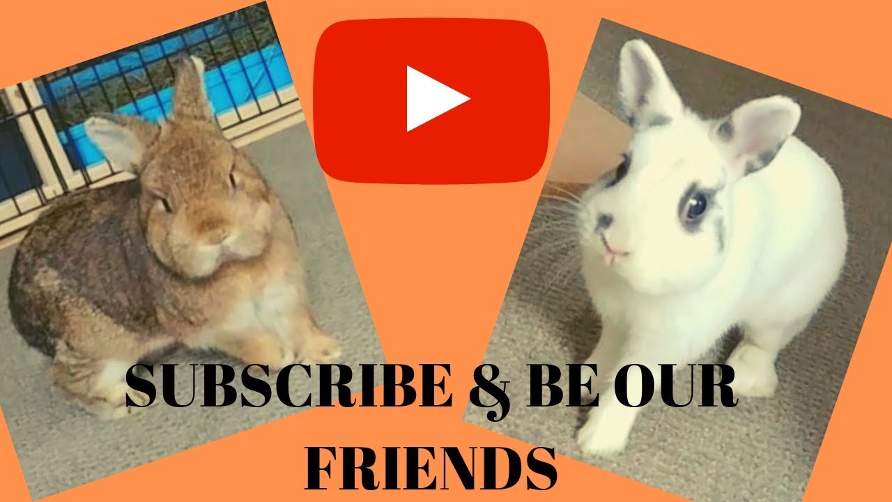 Cute Bunny Rabbits | Bunnies Eating Carrots