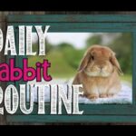 Daily Rabbit Routine