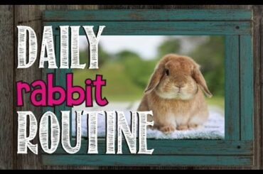 Daily Rabbit Routine