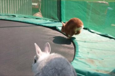 Cute Baby Bunnies on Trampoline Adorable Running Free