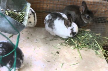 Cute 3 week old baby rabbits!