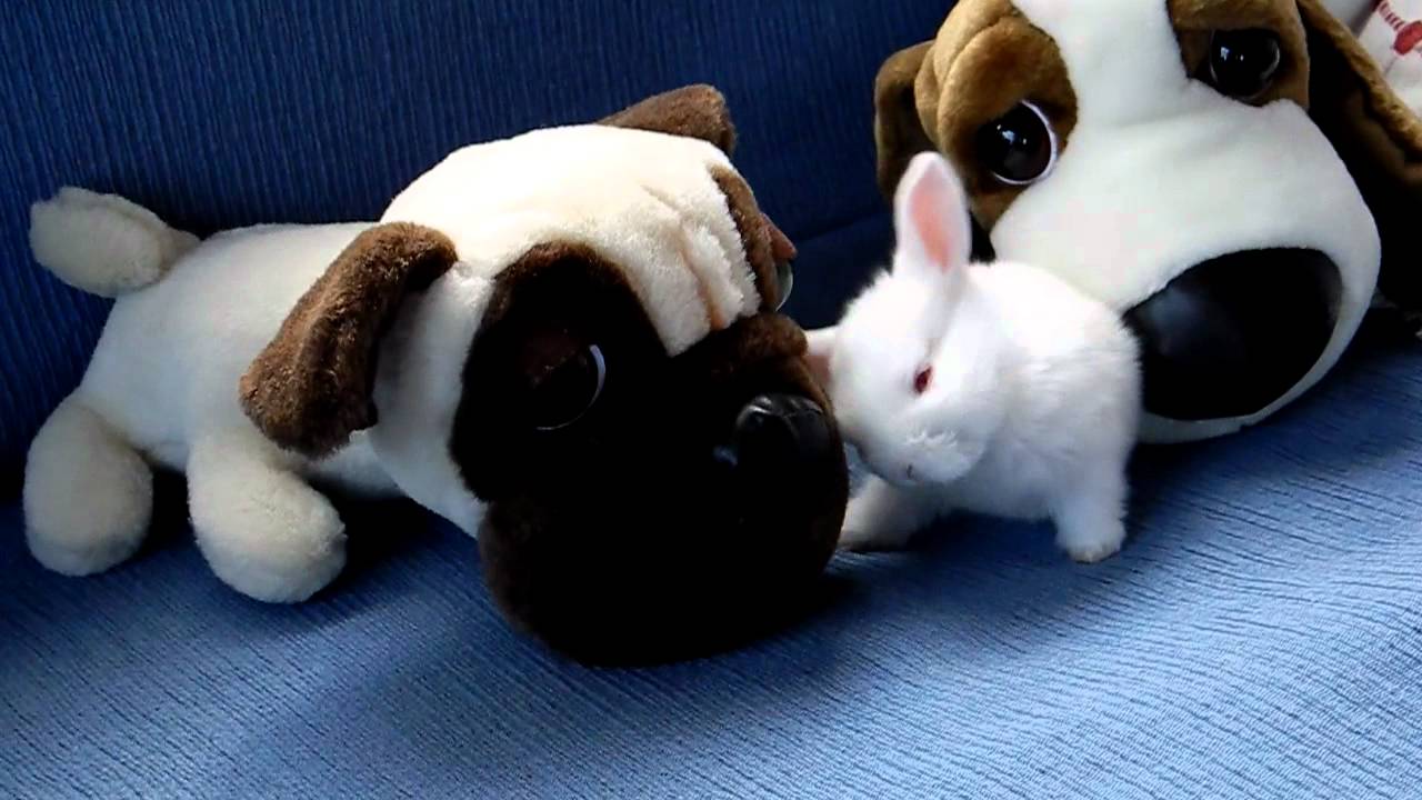 Cute playful rabbit chan