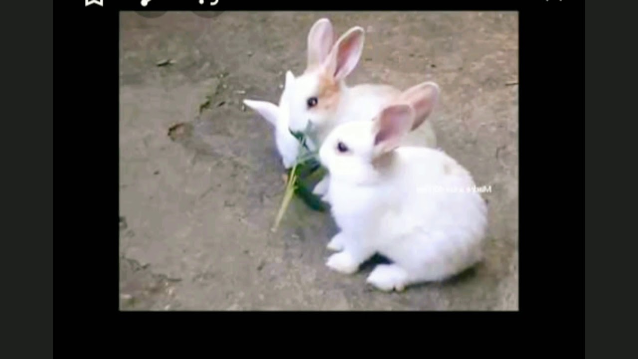 #Look #at #this #cute #Bunny #