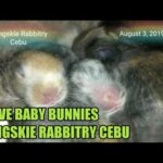 I Love Baby Bunnies - August 3, 2019 Day 7 - Bongskie Rabbitry Cebu