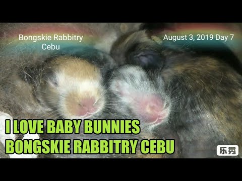 I Love Baby Bunnies - August 3, 2019 Day 7 - Bongskie Rabbitry Cebu