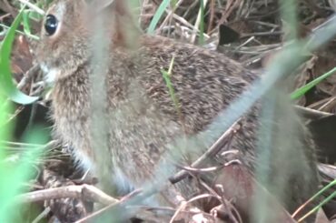 WILD BABY RABBIT & OLD WILD TURKEY