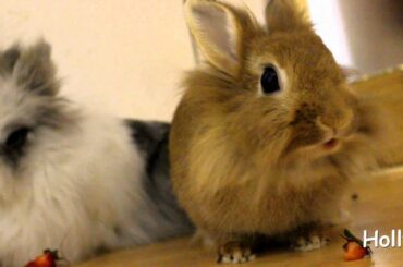 Cute Bunny Eating Strawberries