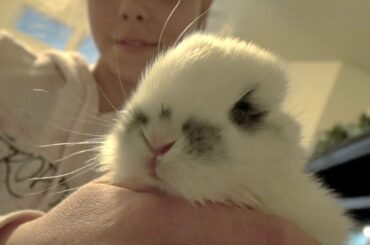 Saving Orphaned Baby Bunnies!