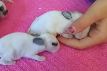 Cute baby bunny pups videos 🐇Cute World