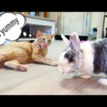hungry cat eating favorite food and cute rabbits eating and making funny noises at the same time