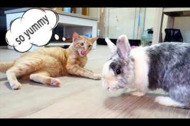 hungry cat eating favorite food and cute rabbits eating and making funny noises at the same time