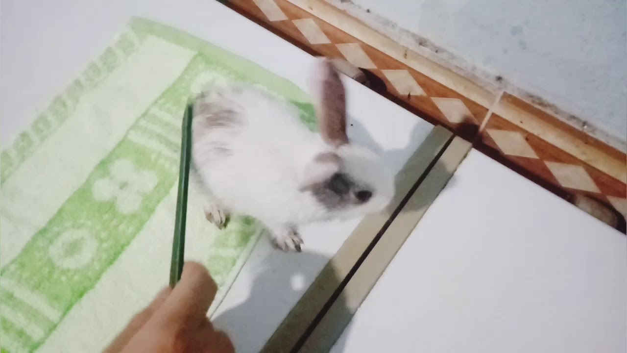Rabbit Baby Kiki | Thỏ con KiKi dể thương đi tắm