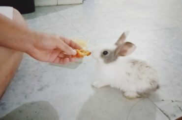 #BabyKiKi #thỏcon Rabbit Baby KiKi | Thỏ con KiKi dễ thương - Một ngày siêu quạy của thỏ con.