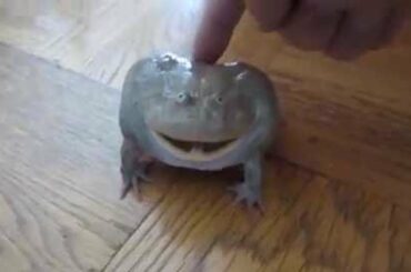 CRAZY screaming frog...!!!