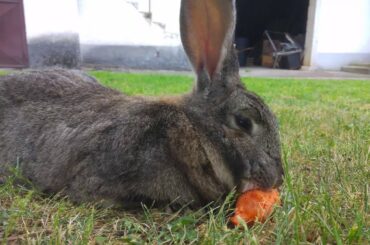 Cute Fluffy Rabbit - Sound Effect of Rabbit Eating Carrot - Rabbit Sounds