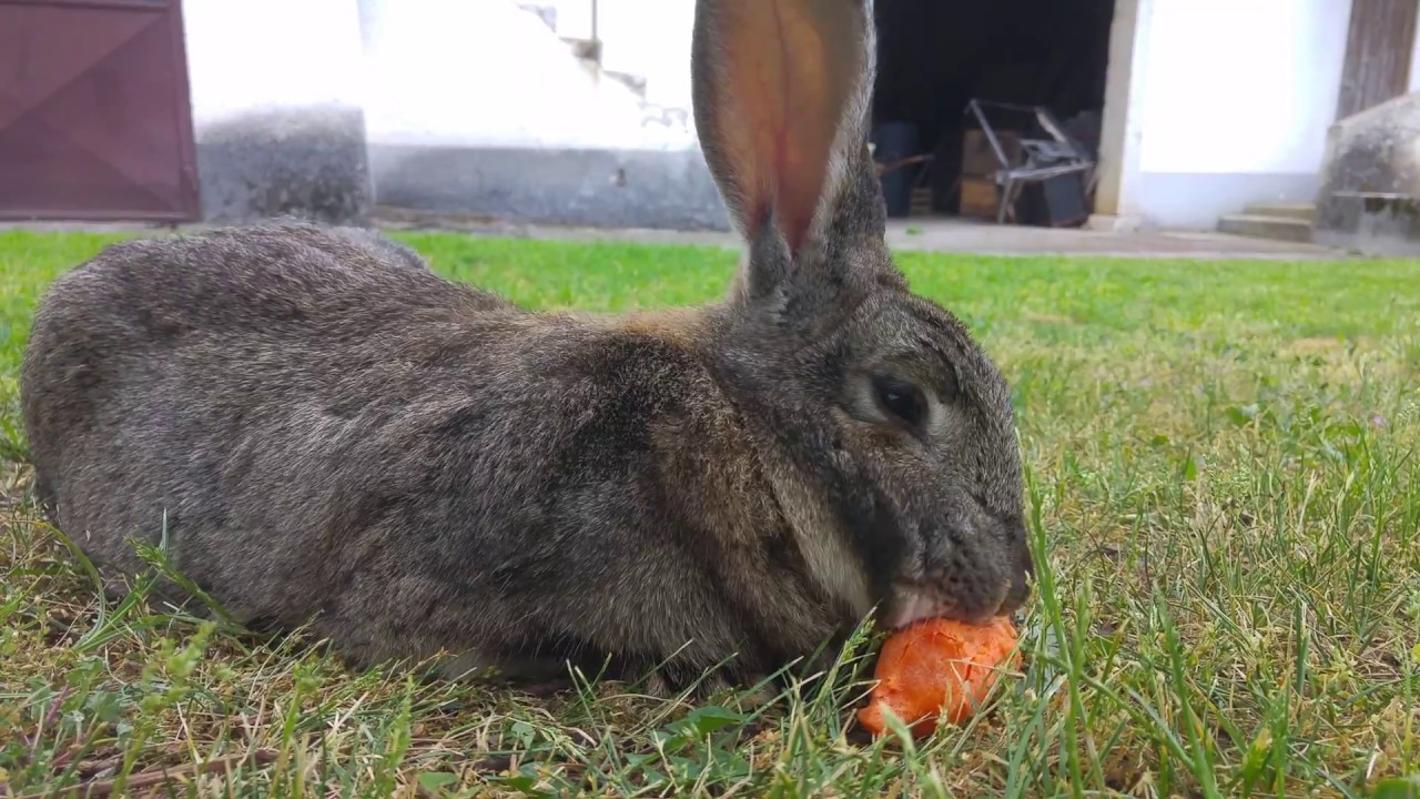 Cute Fluffy Rabbit - Sound Effect of Rabbit Eating Carrot - Rabbit Sounds