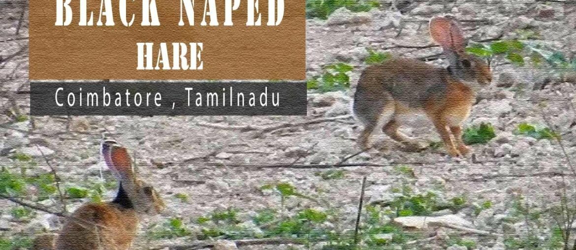 Black Naped Hare  - Indian wild Rabbit