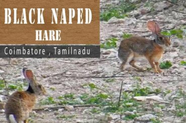 Black Naped Hare  - Indian wild Rabbit