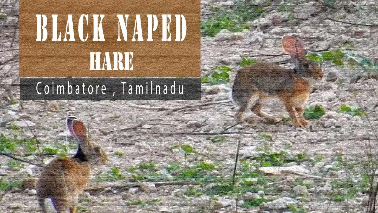 Black Naped Hare  - Indian wild Rabbit