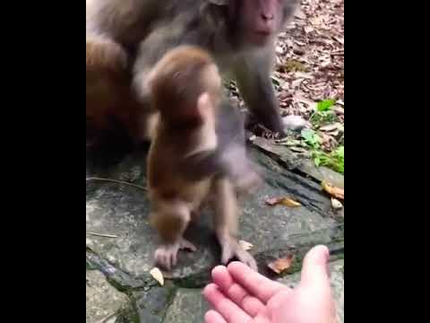 Cute monkey and other animals babies video #monkey #rabbit #cat