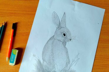 Draw Cute Rabbit    Very easy    खरगोश का स्केच बनाये बिल्कुल आसानी से !  Hello Drawing